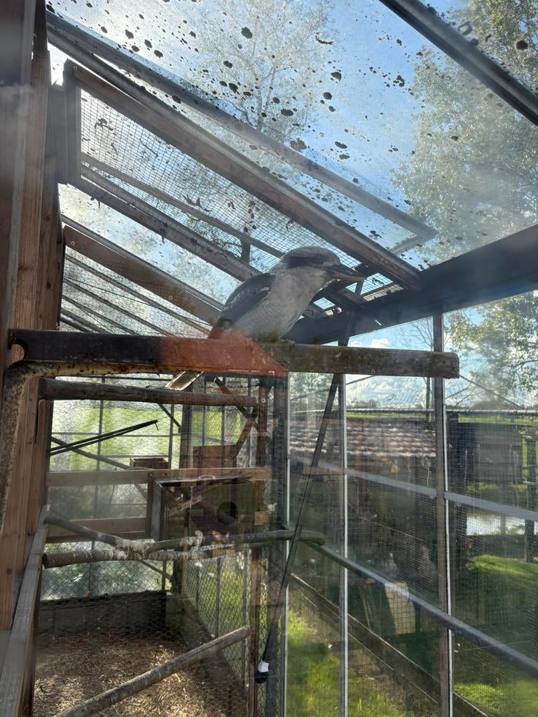 Kookaburra man, Dieren en Toebehoren