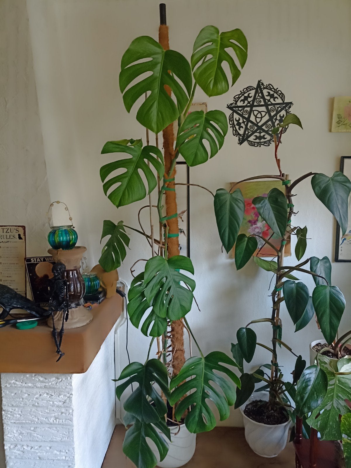 Monstera, Maison & Meubles, Plante verte, Enlèvement, Ombre partielle, 150 à 200 cm