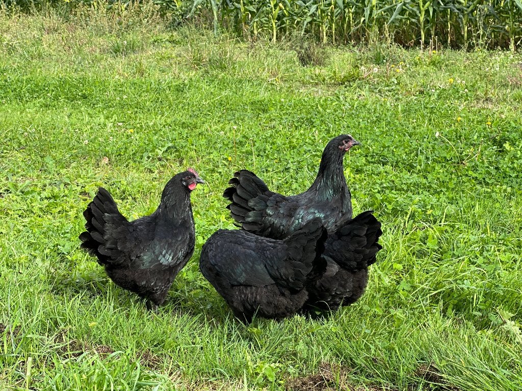 Jonge tamme Australorp kippen gesekst en ingeënt, Femelle, Poule ou poulet