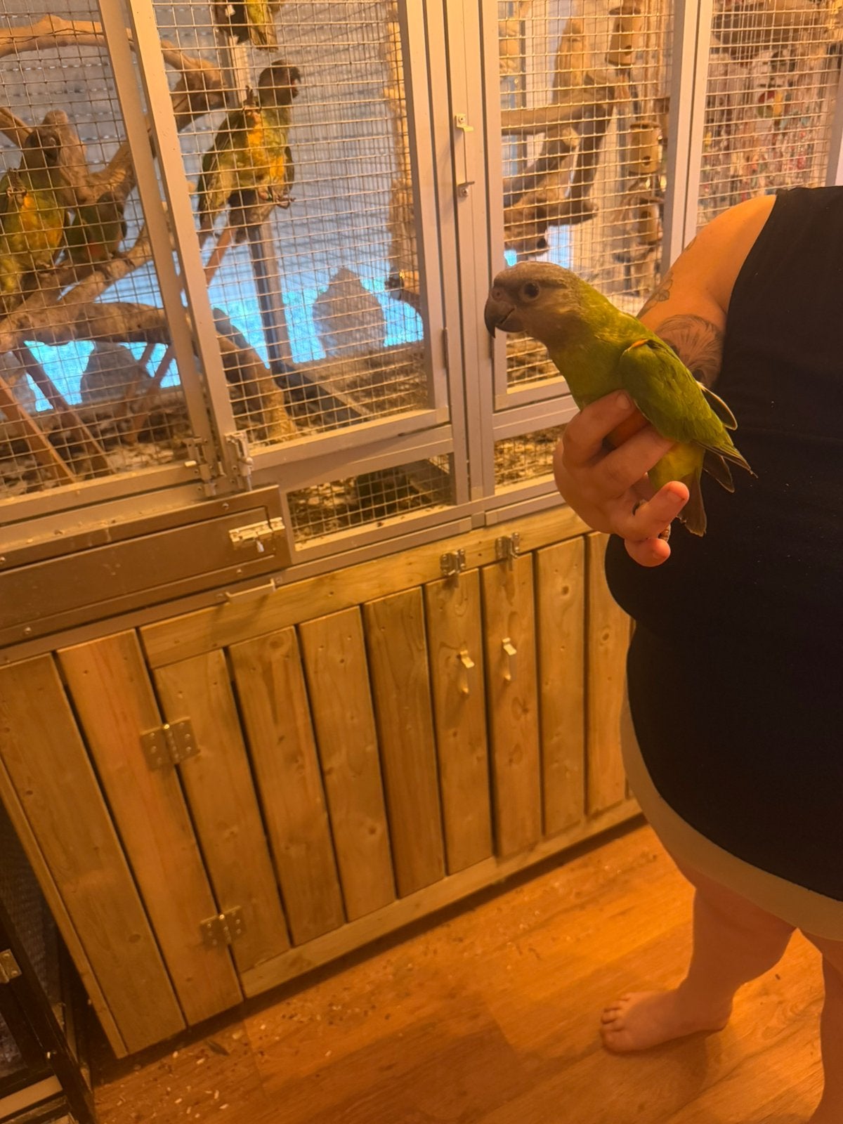 Jonge handtamme bonte  boertjes verschilende leeftijden, Plusieurs animaux, Perroquet, Domestique
