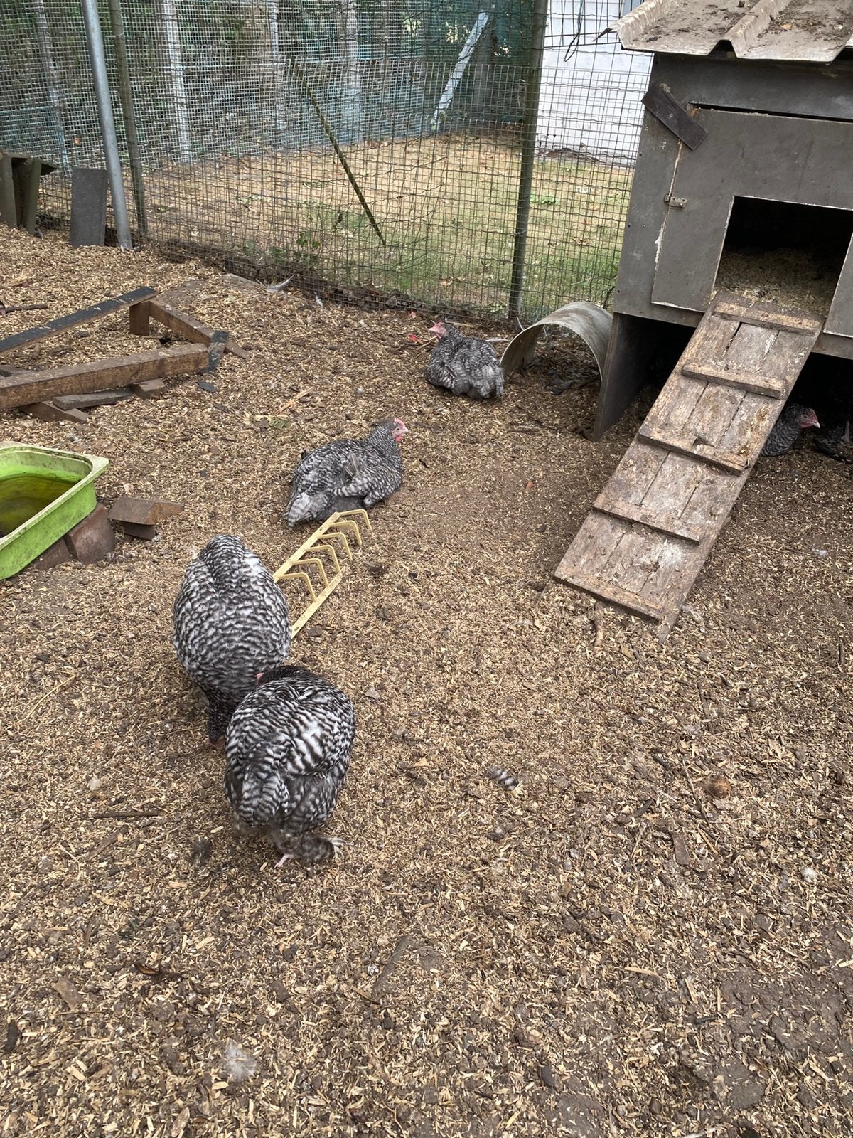 Mechelse Koekoek, Meerdere dieren, Kip