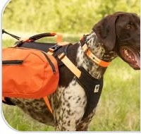 Harnais pour chien avec sacs-à-dos, Autres marques, Enlèvement, Utilisé, Harnais pour chien