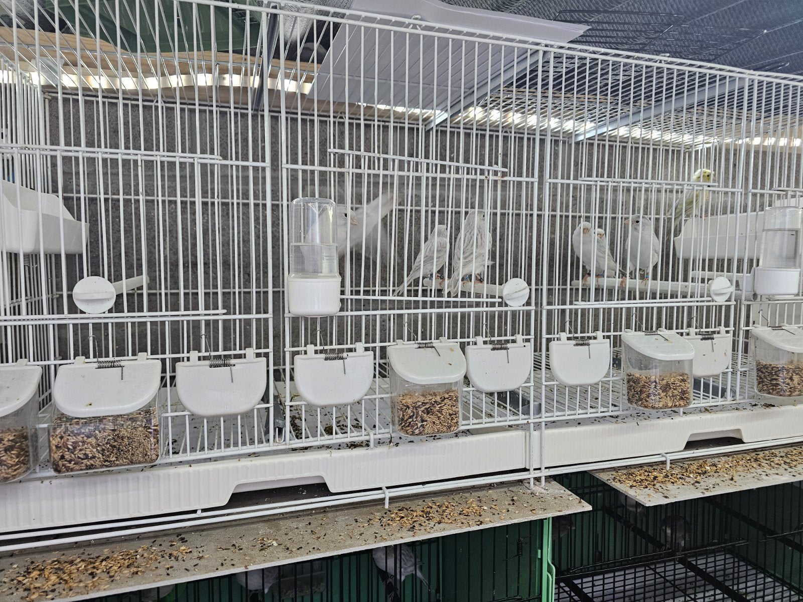 Te koop mooi wit  agat opal  mannen en poppen 2026, Dieren en Toebehoren, Ophalen of Verzenden