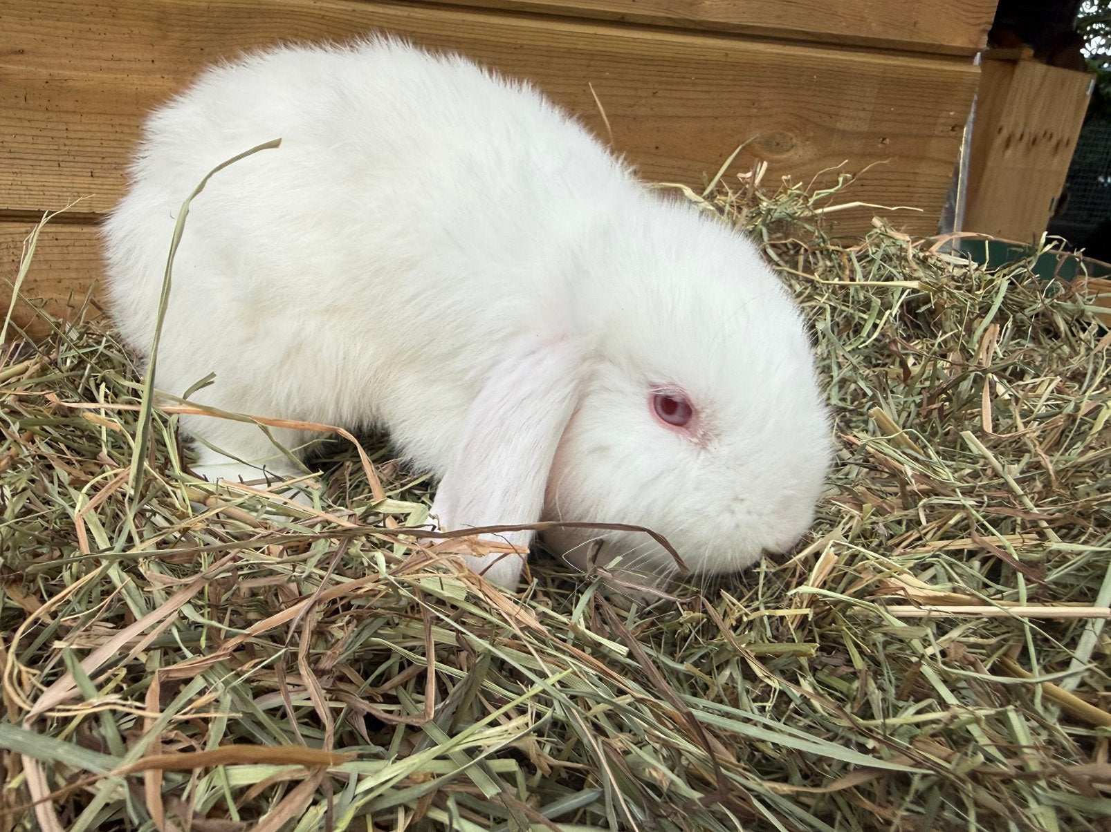 Nhd ram, Mâle, Nain, Oreilles tombantes, 0 à 2 ans