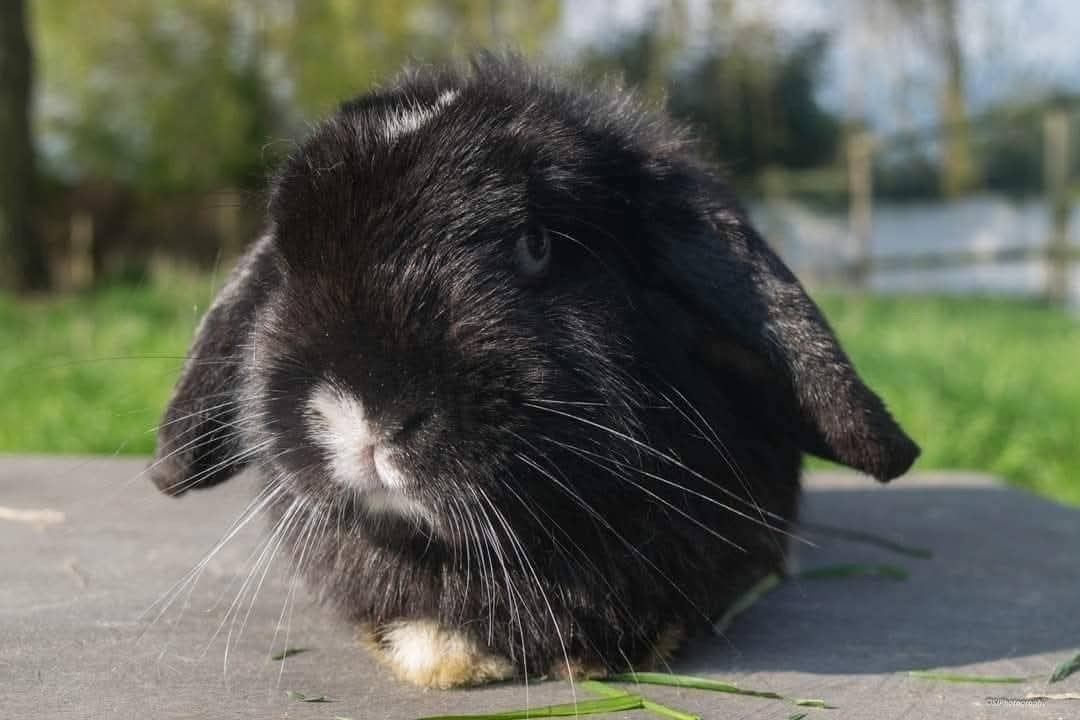 Minilop M, Dieren en Toebehoren, Overige Dieren-accessoires, Ophalen