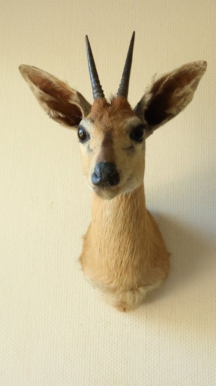 Taxidermie opgezette kop steenbokantilope, Enlèvement ou Envoi, Utilisé, Animal sauvage, Animal empaillé