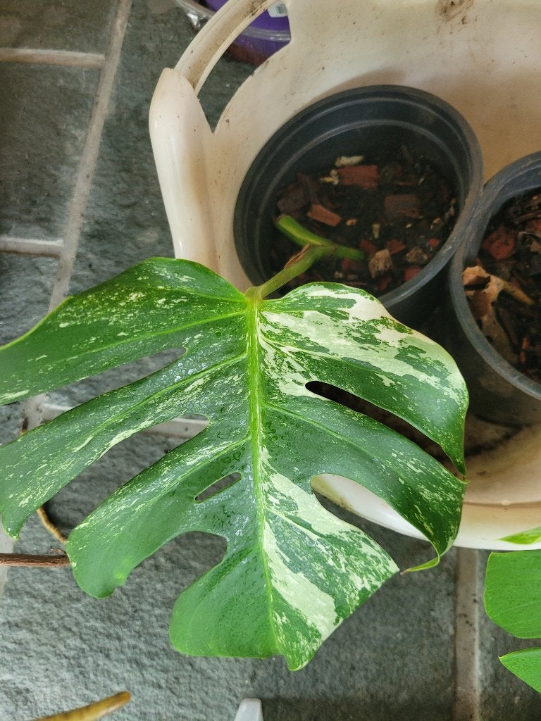 Monstera bonte albo-plant, Huis en Inrichting, Kamerplanten, Ophalen, Halfschaduw, In pot, Minder dan 100 cm