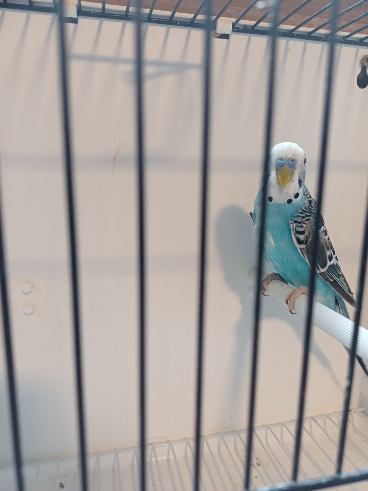 Blauwe grasparkiet man