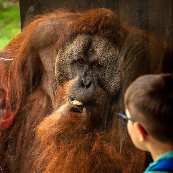 Billets pour le zoo de Planckendael