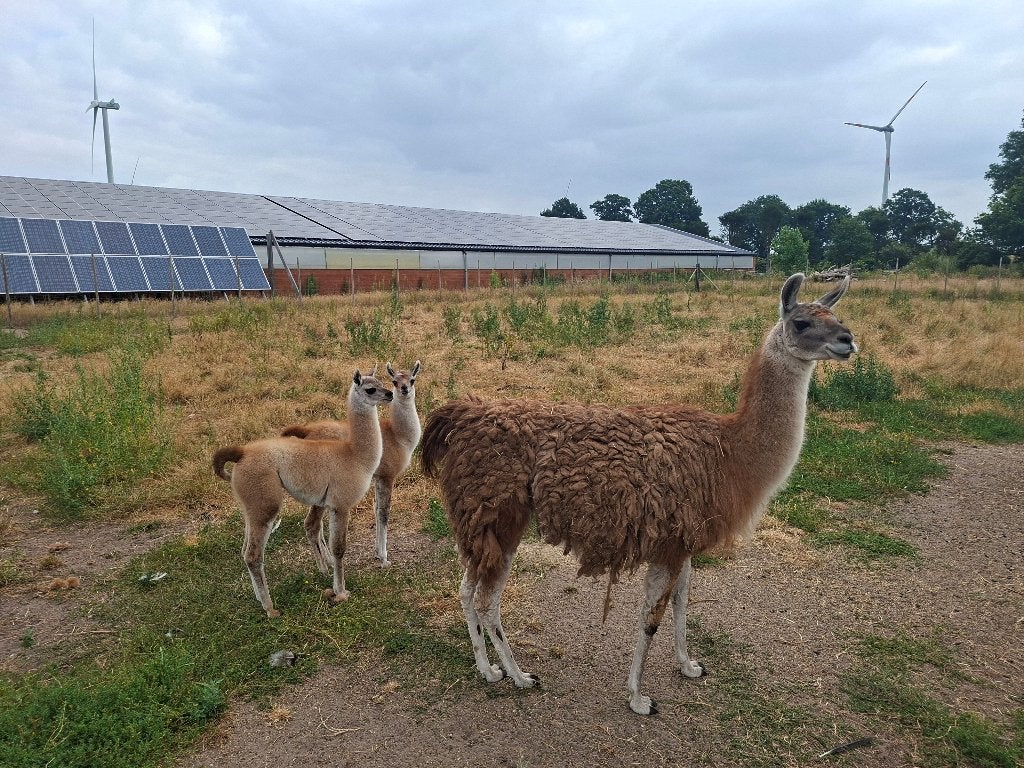 Lama hengst en merrie