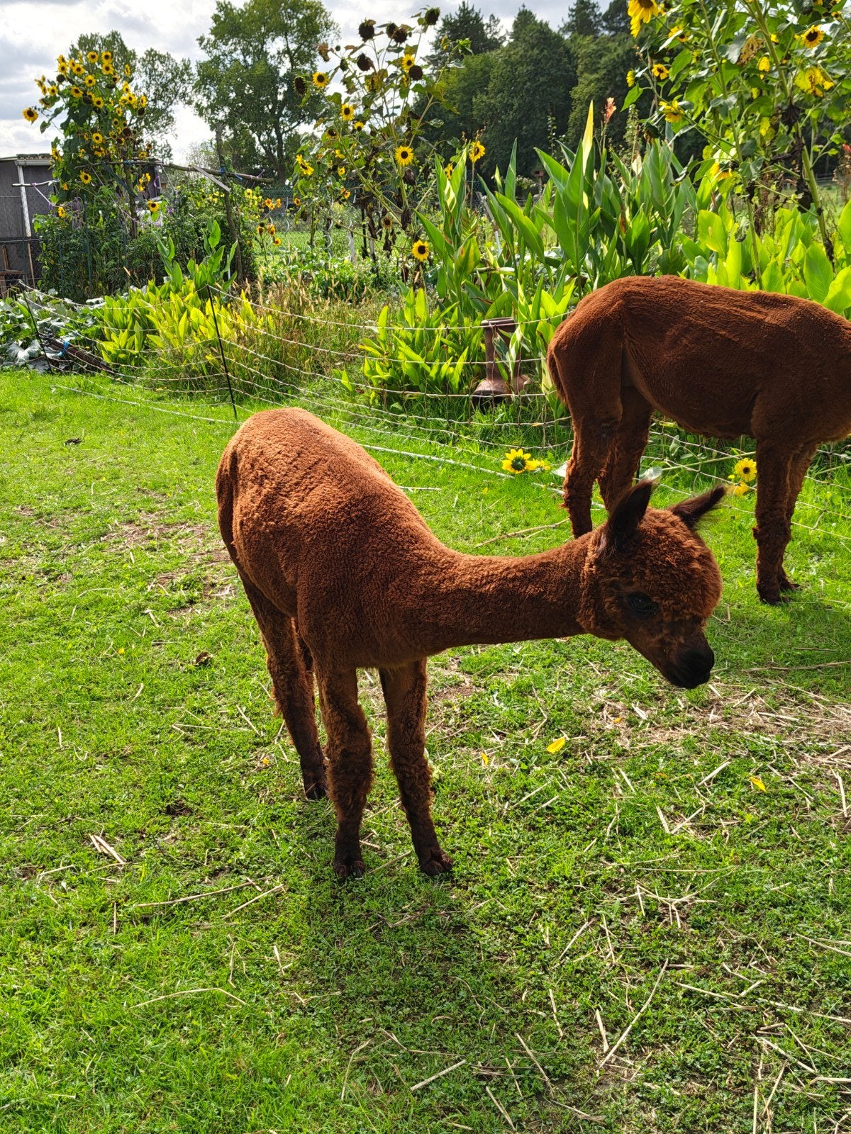 handtamme alpaca merrie van juni 2025, Dieren en Toebehoren, Juni, Vrouwelijk