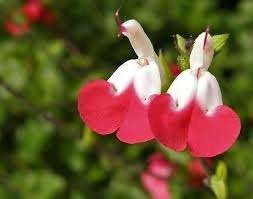 Salvia Hotlips, Tuin en Terras, Ophalen, Halfschaduw