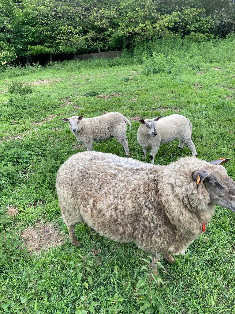 Schapen, Vrouwelijk, Schaap, 0 tot 2 jaar