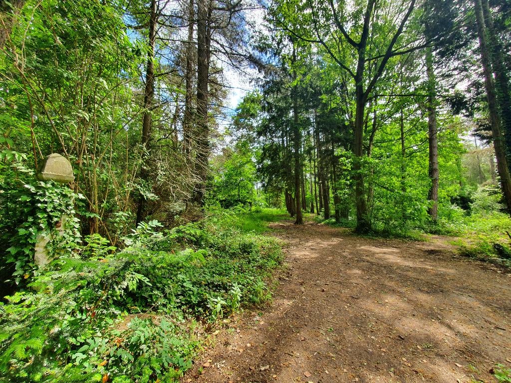 bos te koop, Immo, Terrains & Terrains à bâtir, 1500 m² ou plus