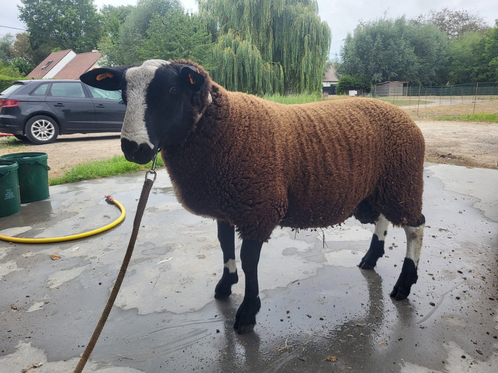 zware ram, Dieren en Toebehoren, Schapen, Geiten en Varkens, Mannelijk, Schaap, 0 tot 2 jaar