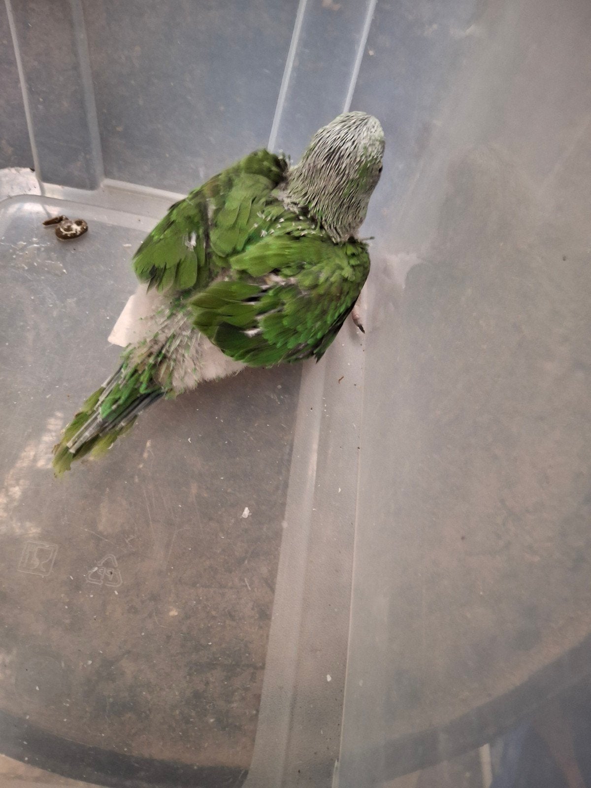 Jonge alexanderparkiet, Dieren en Toebehoren, Vogels | Parkieten en Papegaaien