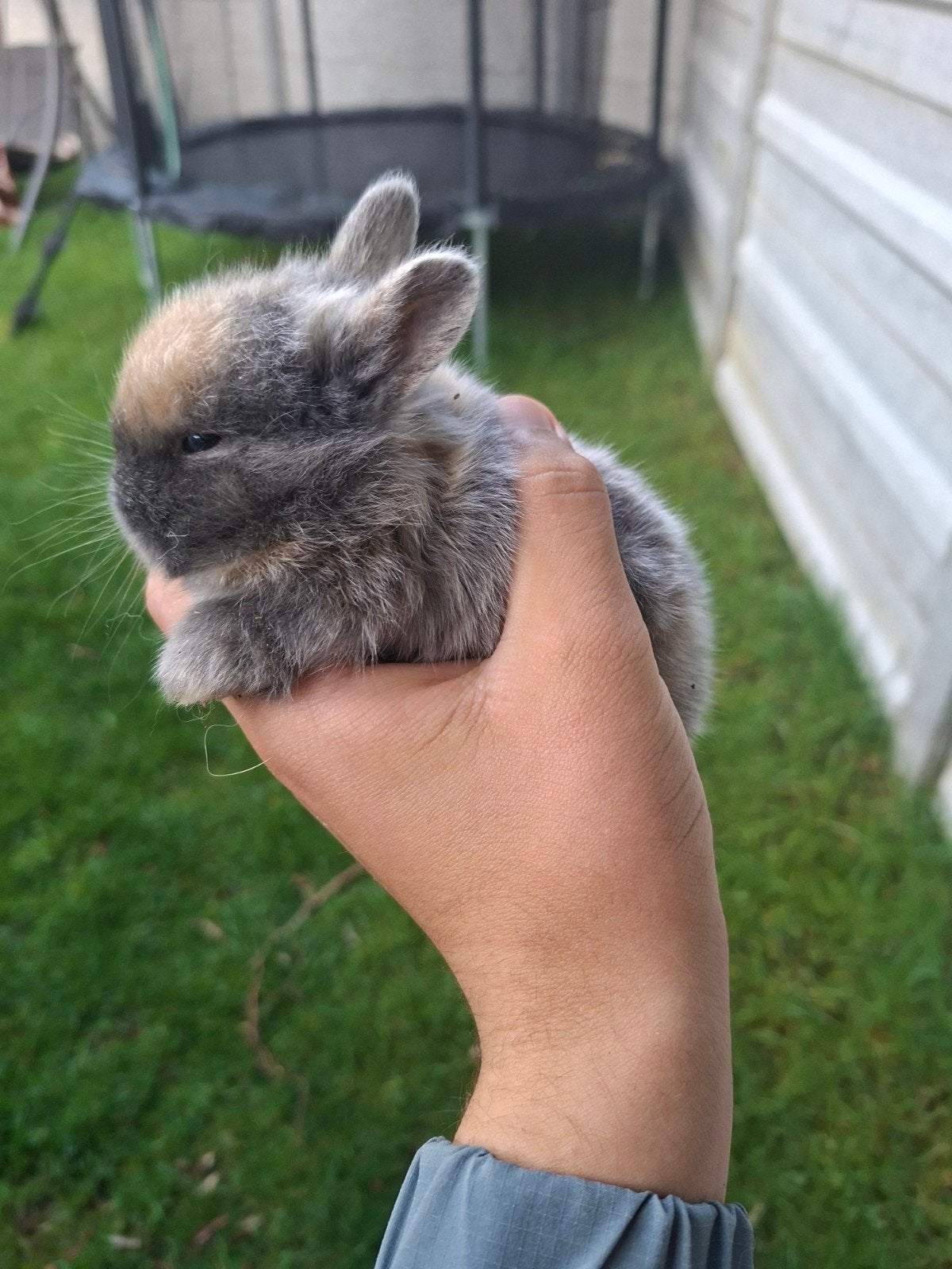 Dwergkonijn te koop, Dieren en Toebehoren, Meerdere dieren, Dwerg, 0 tot 2 jaar
