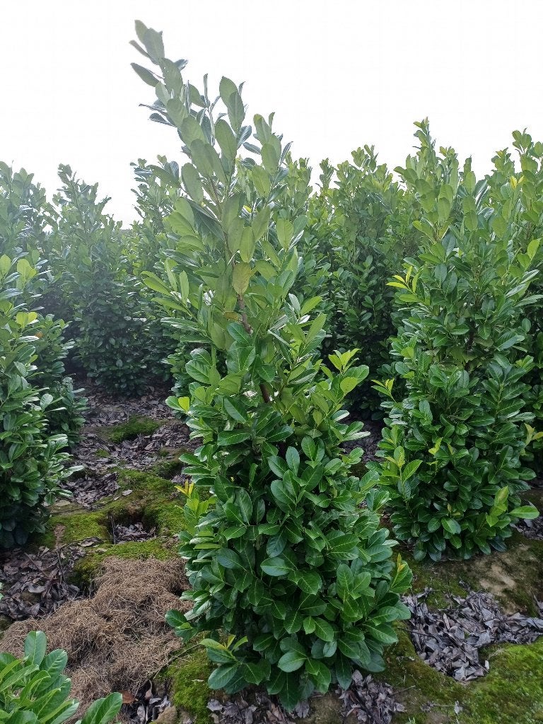 prunus rotundifolia (ceinture), Enlèvement