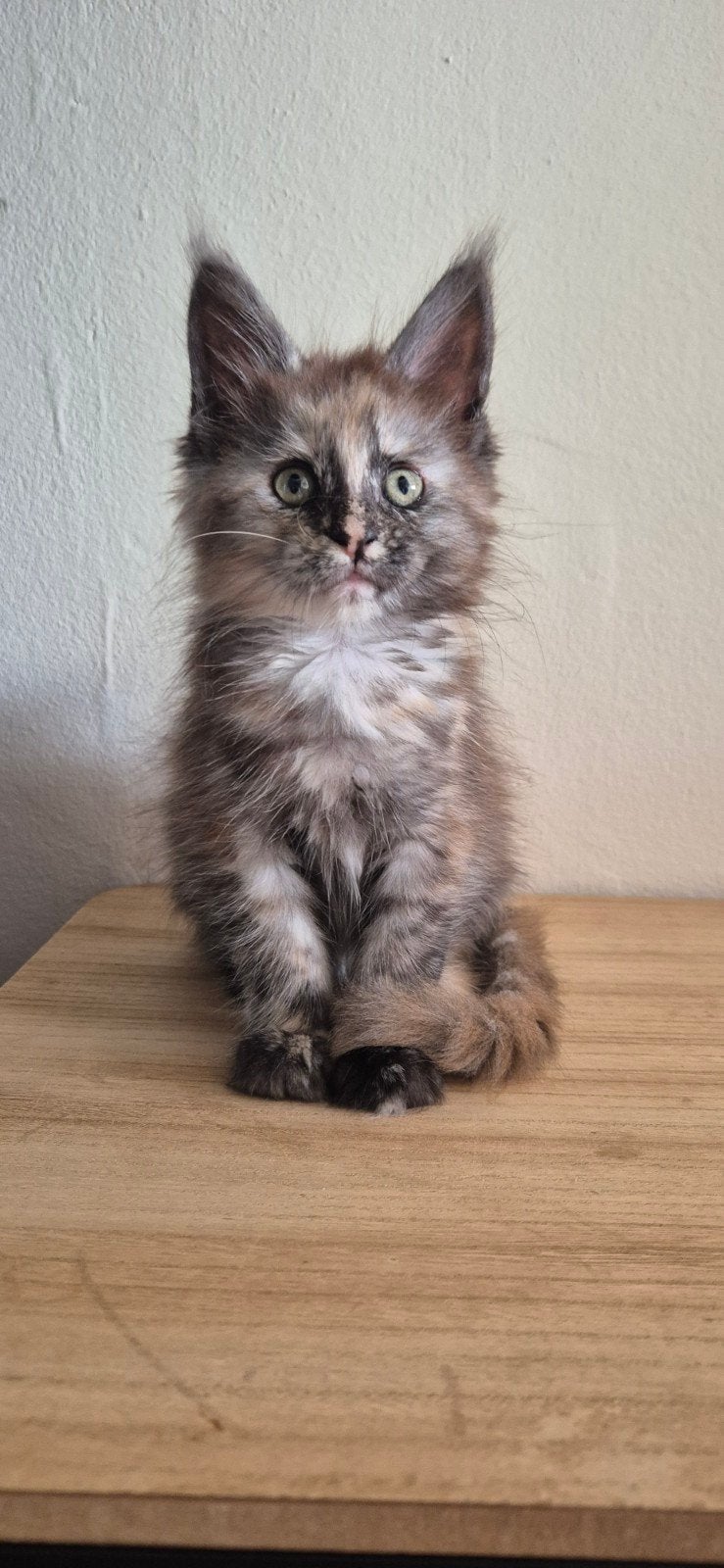 Maine Coon kittens (met stamboom), Dieren en Toebehoren, Meerdere dieren, Met stamboom, 0 tot 2 jaar