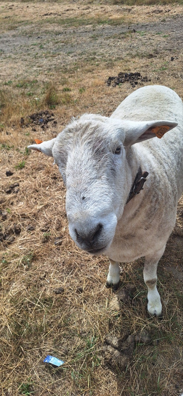 easy care bok bieden vanaf 300 € dit is sowieso minimumprijs, Mannelijk, Schaap, 0 tot 2 jaar