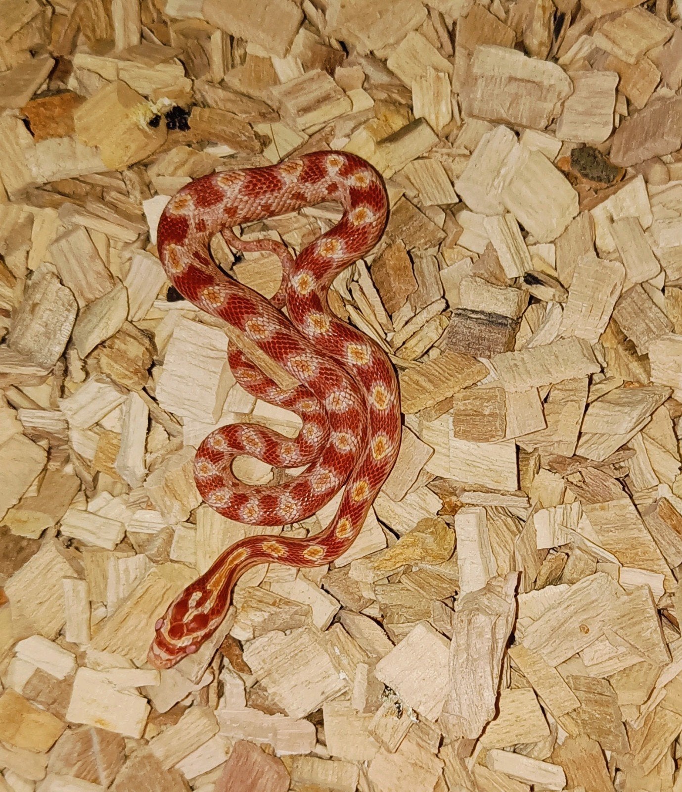 baby korenslang, Serpent, Avec terrarium, 0 à 2 ans