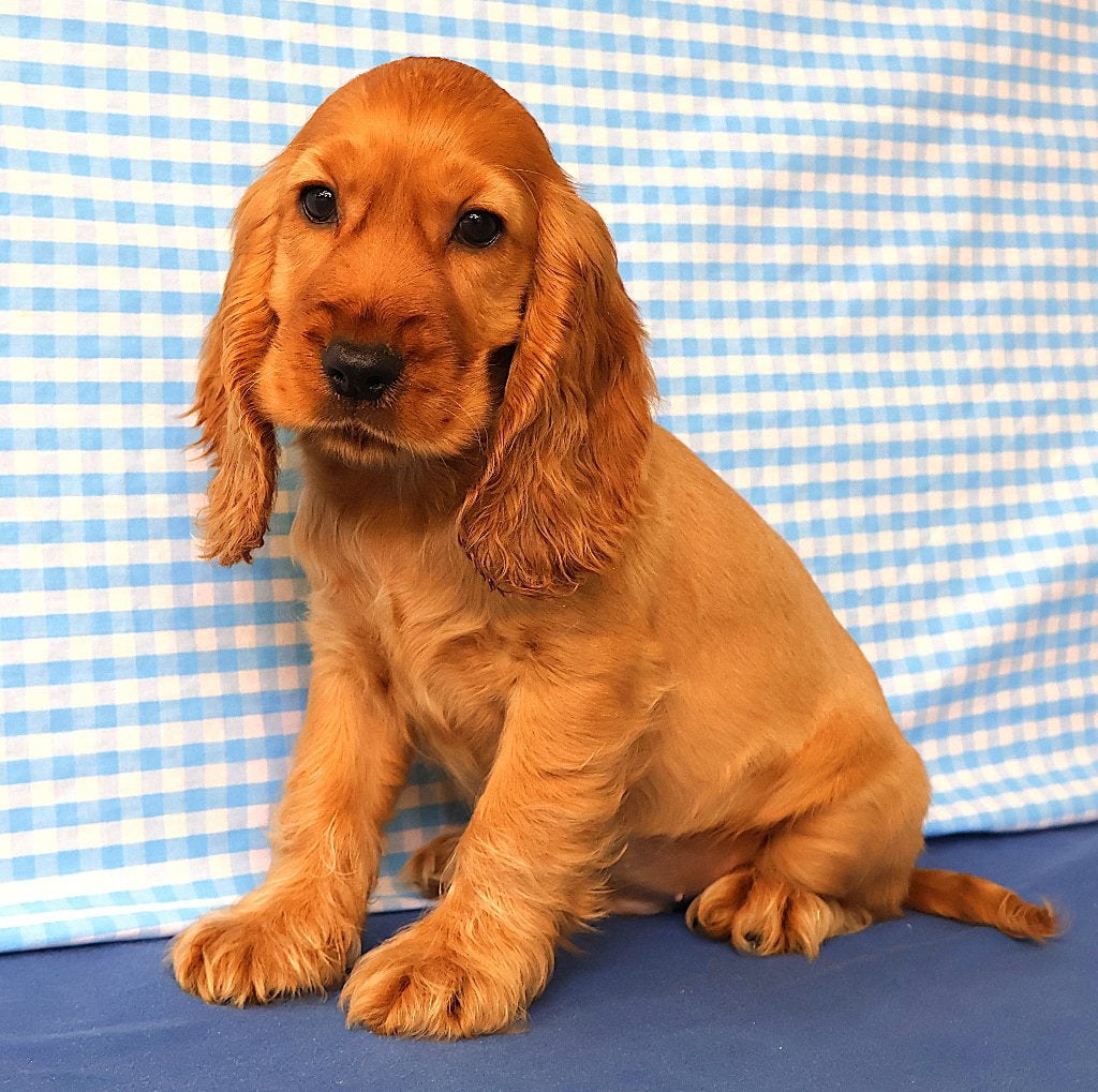Supermooie Engelse cocker spaniël pups!, 15 weken tot 1 jaar, Reu, Buitenland, Parvo