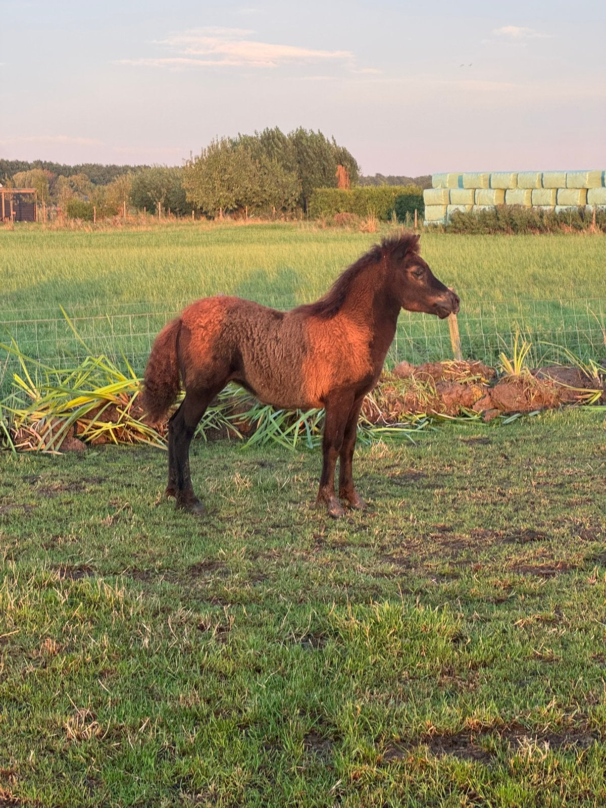 Mooi zwart grote maats merrieveulen!, Dieren en Toebehoren, Paarden, Merrie, Minder dan 160 cm, Met stamboom, Niet van toepassing