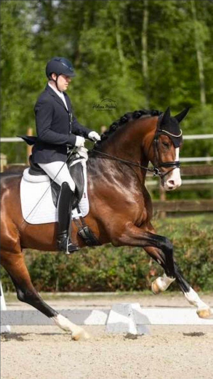 Young Dressage brun/polyvalent