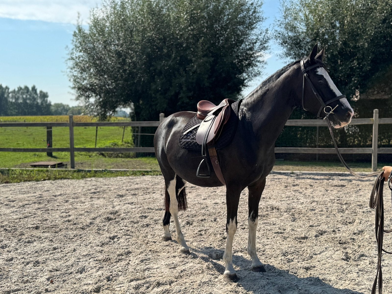 4 jarige merrie, Dieren en Toebehoren, Paarden, Merrie, Z