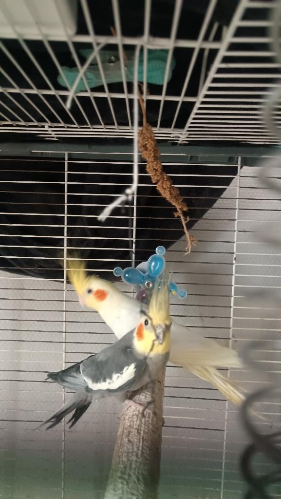 Valkparkietenpaar, Dieren en Toebehoren, Meerdere dieren, Parkiet, Geringd