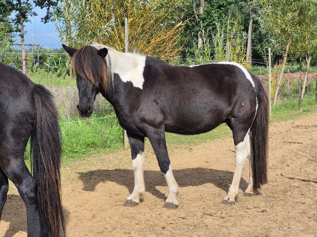 IJslander merrie 16j, Merrie, Minder dan 160 cm, Met stamboom, 11 jaar of ouder