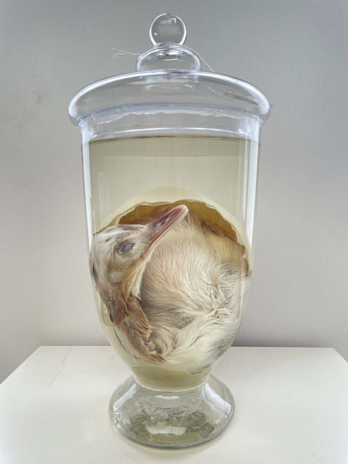Préparation d'eau efficace pour les poussins d'autruche, Enlèvement, Neuf, Oiseaux, Autres types