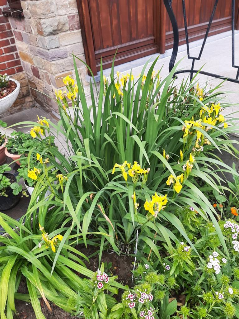 Grote gele iris struik in bloei, Ophalen
