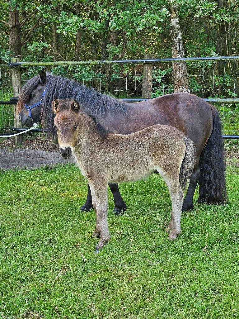 2 grote shetlandermerries met veulens, Dieren en Toebehoren, Paarden, Merrie, M, Met stamboom