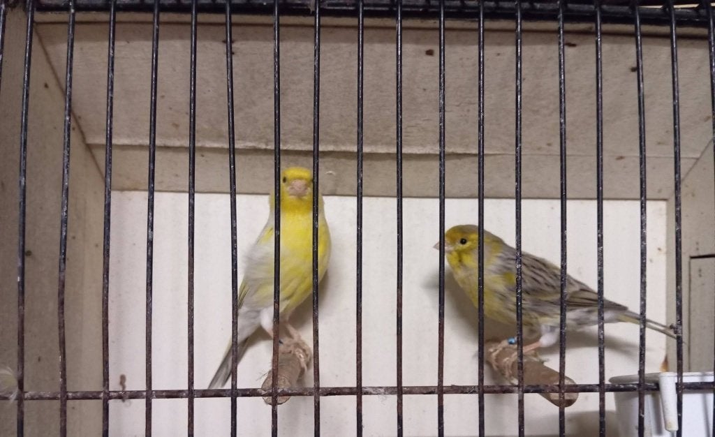 koppel kanaries geel agaat opaal 021-027-23 2024, Dieren en Toebehoren