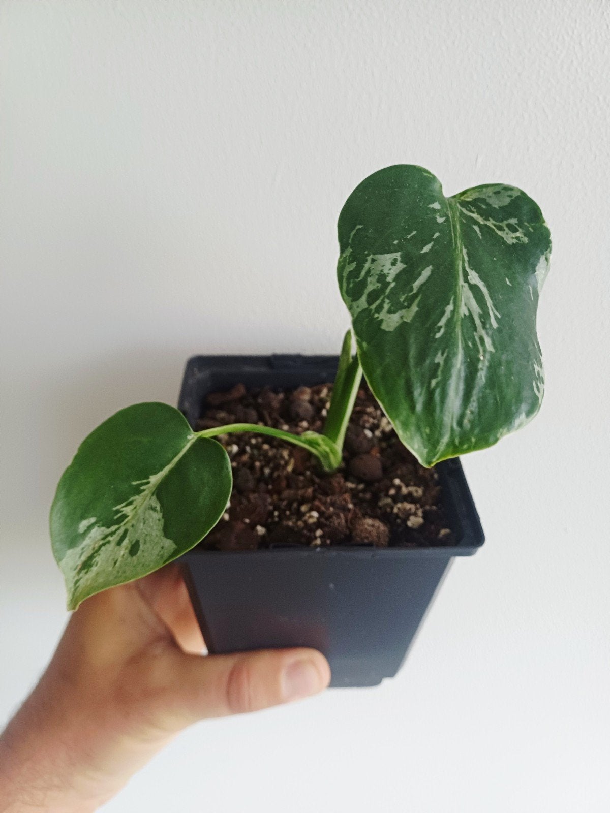 Monstera Bulbasaur, Overige soorten, In pot, Minder dan 100 cm, Groene kamerplant