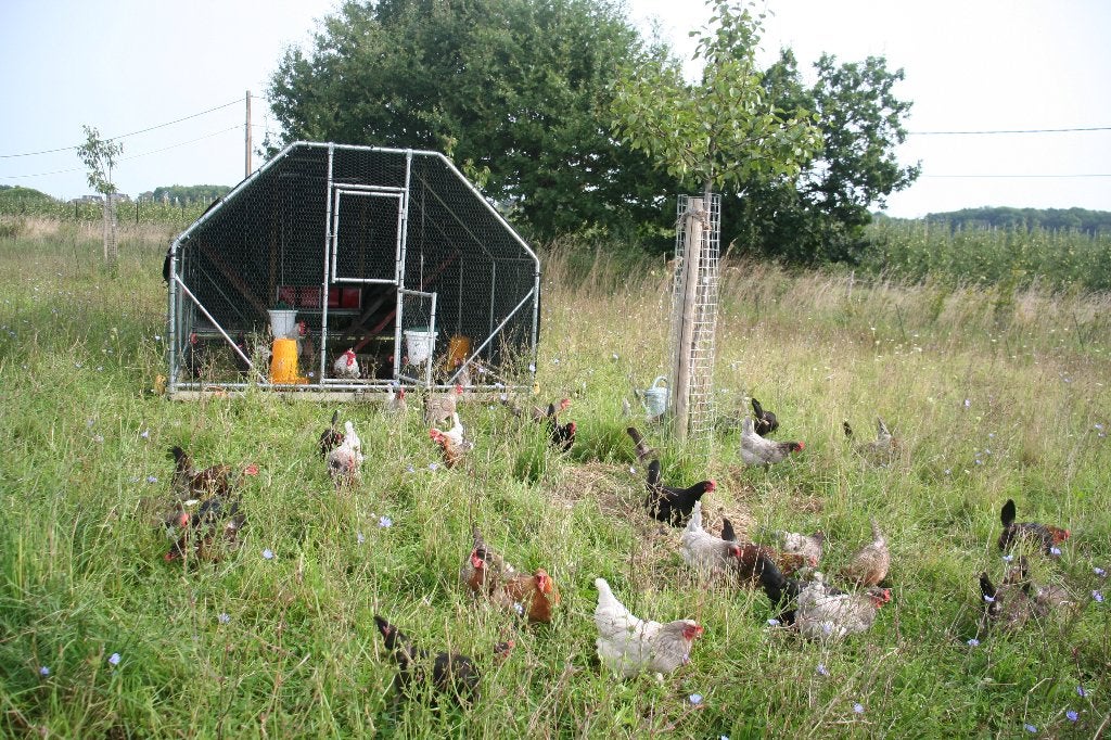 Volwassen legkippen, mix 1 tot 3 jaar, verschillende kleuren, Dieren en Toebehoren, Vrouwelijk, Kip
