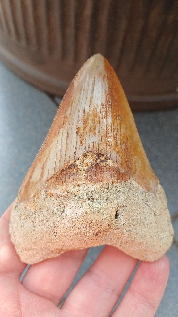 Dent de requin mégalodon fossile de 10,1 cm, Collections, Enlèvement ou Envoi, Fossile