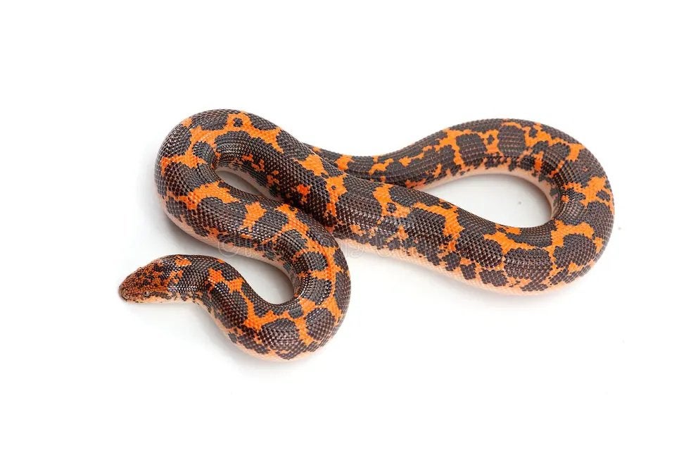 Ik ZOEK een koppel zanboa, Animaux & Accessoires, Reptiles & Amphibiens, Serpent, Domestique, 0 à 2 ans