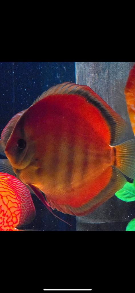 Discusvis, Dieren en Toebehoren, Vissen | Aquariumvissen