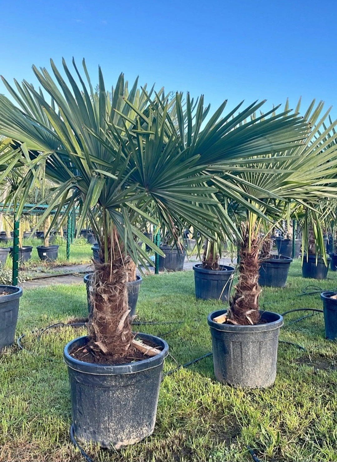 ‼️palmbomen trachycarpus fortunei aan stuntprijzen‼️, Tuin en Terras, Ophalen