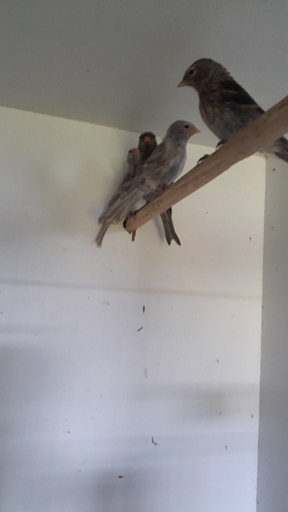 barmsijs, Oiseau chanteur sauvage, Bagué