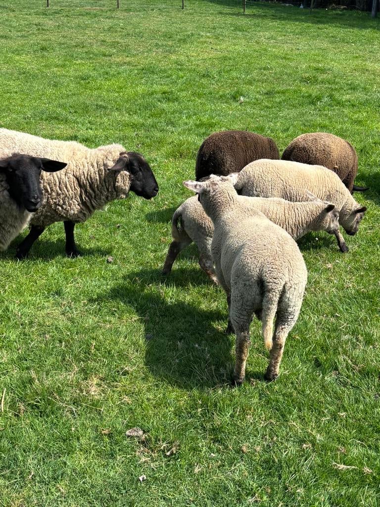 lammetjes schapen geboren in januari en februari