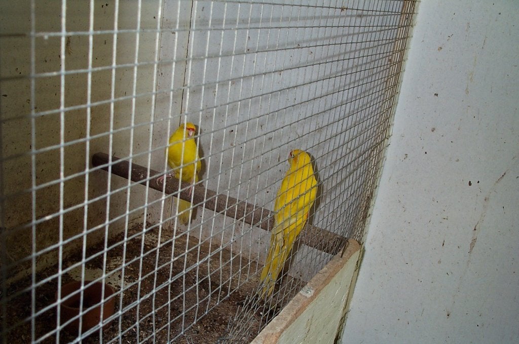 Kakariki jaune: couples non-consanguin possible, Animaux & Accessoires, Oiseaux | Perruches & Perroquets, Perruche