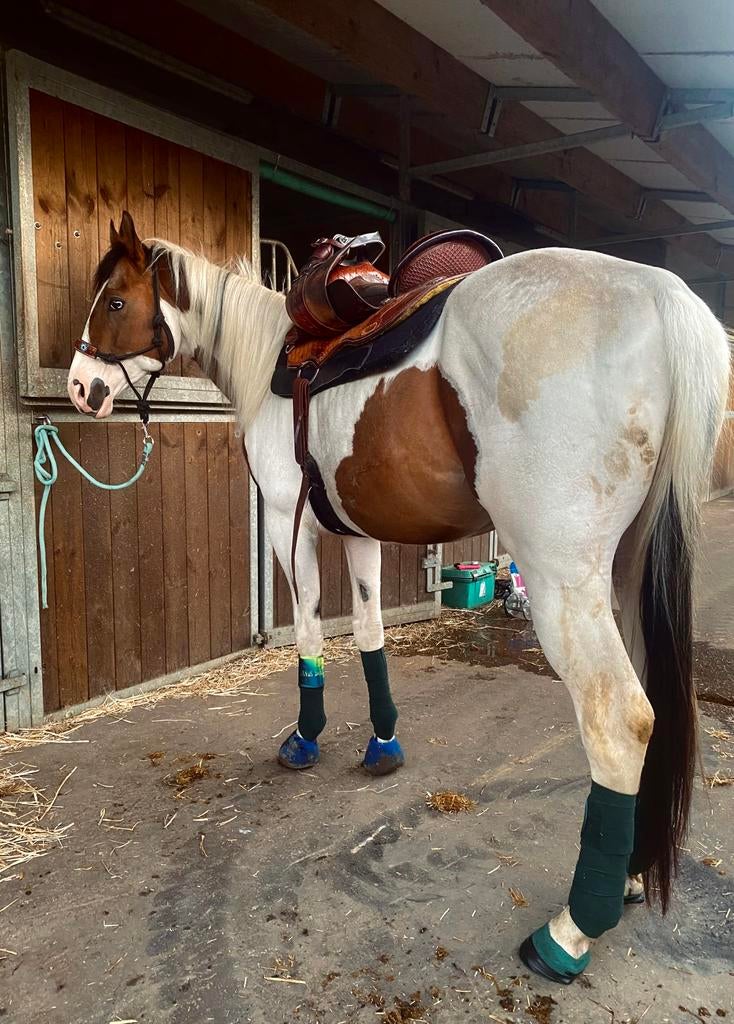 Halve stal gezocht, Dieren en Toebehoren, Paarden en Pony's | Verzorgingsproducten, Nieuw, Ophalen