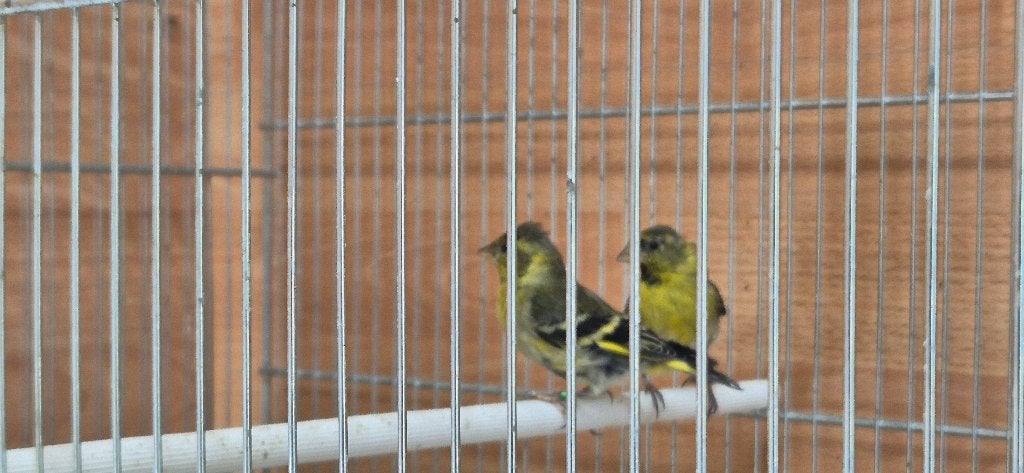 baardsijs, Meerdere dieren, Tropenvogel, Geringd