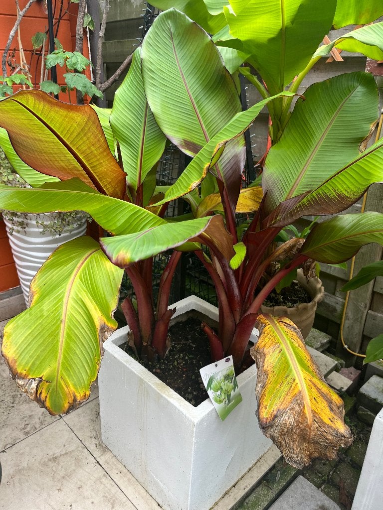 bananenplanten, Tuin en Terras, Ophalen, Vaste plant, Volle zon
