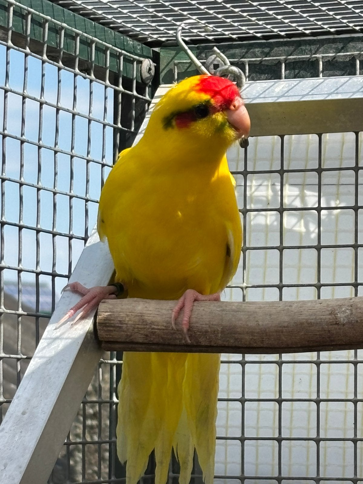 Kakariki, Animaux & Accessoires