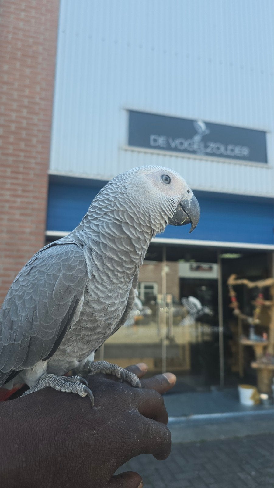 Congo african grey / super tam / freeflight / 2026, Plusieurs animaux, Perroquet, Domestique