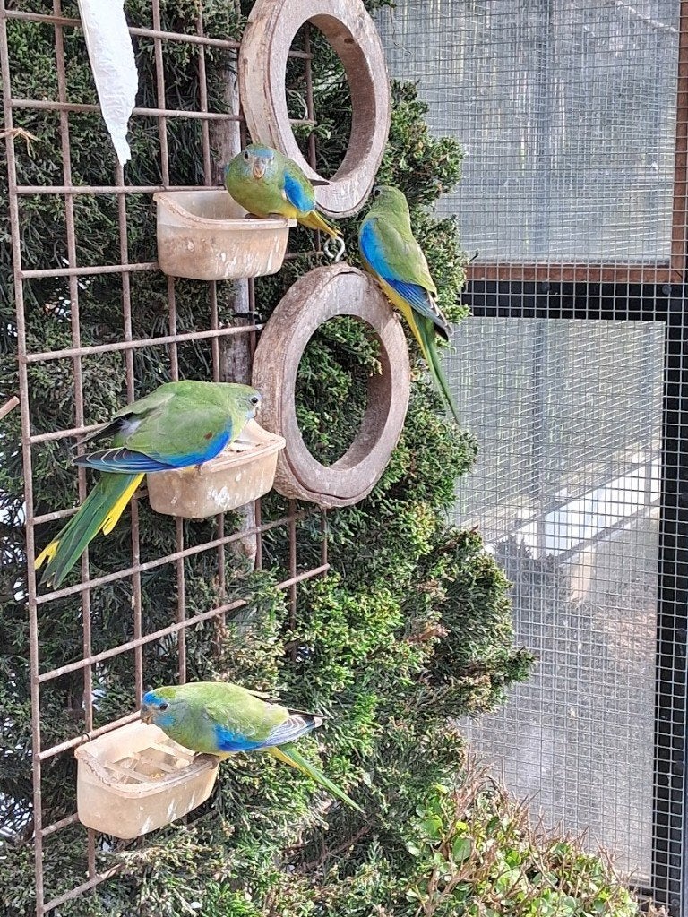 Turquoisine parkieten, Animaux & Accessoires, Plusieurs animaux, Perruche